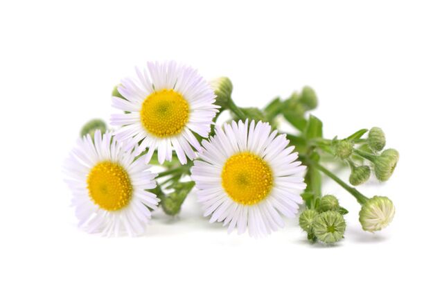 Brand Fungeent Brand contains chamomile extract