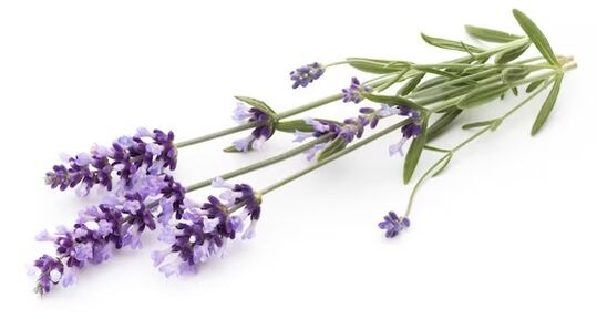Brand Fungeent Brand contains lavender oil