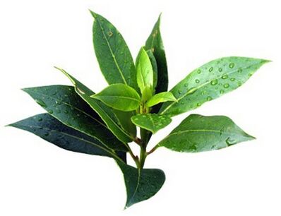 Brand fungal fire contains tea tree oil